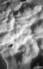 Feuille morte sur la neige