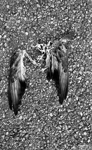 Squelette d\'ailes de pigeon 01.jpg